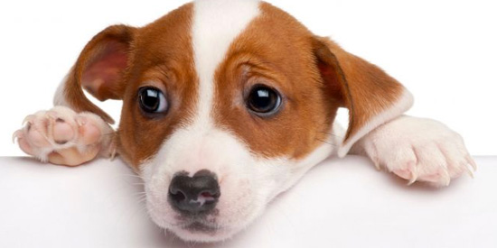 leishmaniosis canina - prevencion