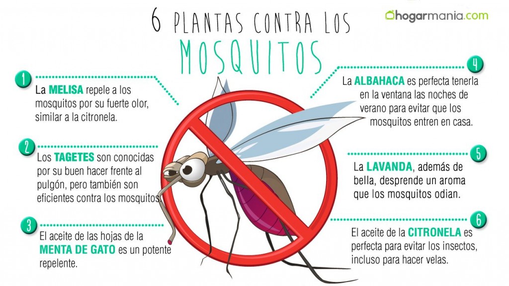 Plantas repelentes mosquitos